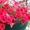 Цветы Петуния  бархатцы Кохия - Изображение #1, Объявление #1025452