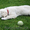 золотистый ретривер щенок доступны для хорошего дома - Изображение #1, Объявление #1123261