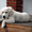 золотистый ретривер щенок доступны для хорошего дома - Изображение #2, Объявление #1123261
