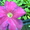 цветы петунья выращенные в теплицах - Изображение #2, Объявление #1262874