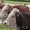 Куплю крупный и мелкий рогатый скот  #1450664