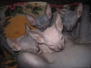 Продам котят Донский сфинкс, родители с родословными.
