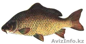 Рыба свежая,  свежемороженая