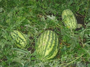 Семена овощей:лука, моркови, свеклы, капусты, корамовых