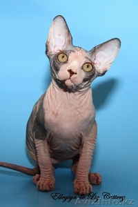 Котята канадского сфинкса ПРОДАМ