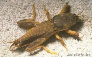 Продаю медведки для эффективного лечения туберкулеза.