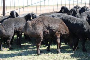 Продам овец гиссарской породы - Изображение #1, Объявление #51618