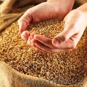 Пшеница 3класс Клейковина 24% - Изображение #1, Объявление #997129