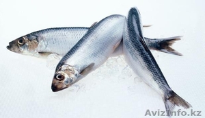 Свежемороженая рыба в акмолинской области - Изображение #3, Объявление #985636