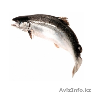 Свежемороженая рыба в акмолинской области - Изображение #2, Объявление #985636
