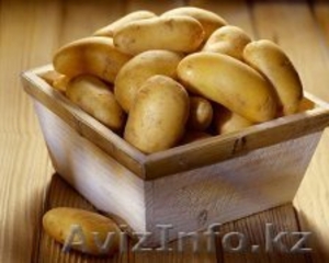 КХ продаст картофель