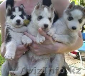 Очаровательные Щенки сибирских хаски для свободного принятия