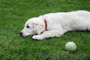 золотистый ретривер щенок доступны для хорошего дома - Изображение #1, Объявление #1123261