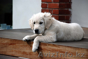 золотистый ретривер щенок доступны для хорошего дома - Изображение #2, Объявление #1123261