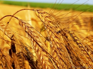 Куплю пшеницу 3,4,5 класса - Изображение #1, Объявление #1145765