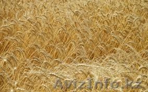 Куплю пшеницу 3,4 класс.  - Изображение #1, Объявление #1193805