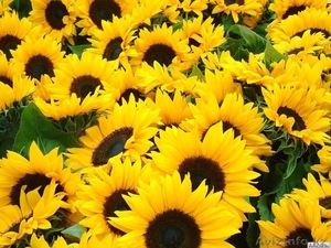 Срочно продам подсолнечник