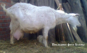 Высокопородный племенной молодняк зааненских коз - Изображение #4, Объявление #1268131