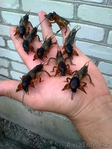 Продам медведки от туберкулеза, бронхита,  пневмонии.