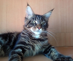 Шикарные котята кунята. 