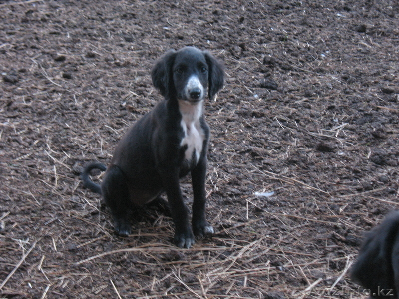 Продам щенков породы тазы - Изображение #1, Объявление #720008