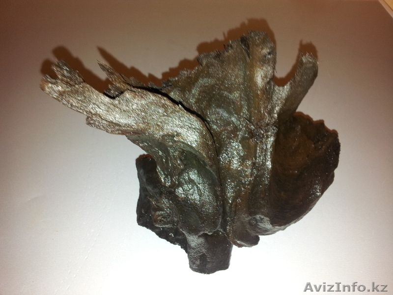 Коряга мангрового дерева  - Изображение #2, Объявление #874578