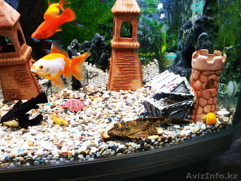Красивый аквариум Hopar H620  - Изображение #5, Объявление #874564