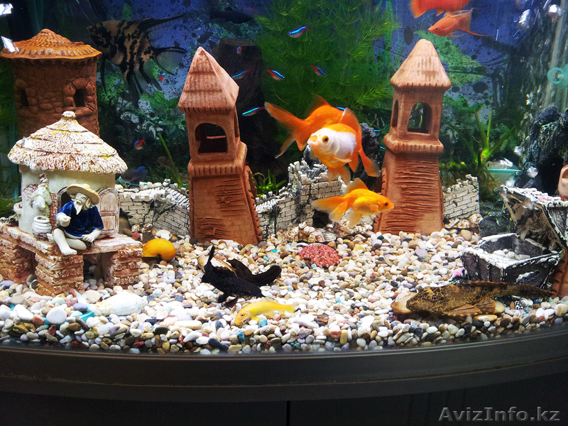 Красивый аквариум Hopar H620  - Изображение #6, Объявление #874564