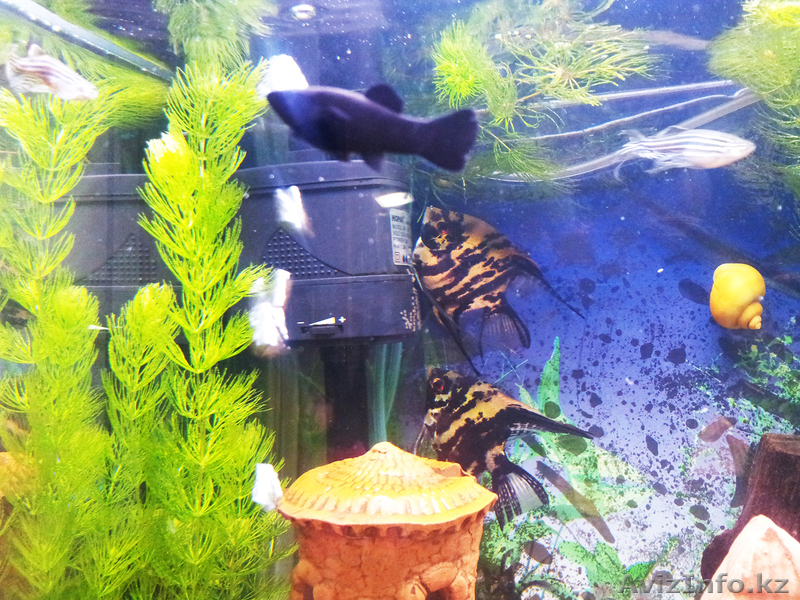 Красивый аквариум Hopar H620  - Изображение #7, Объявление #874564