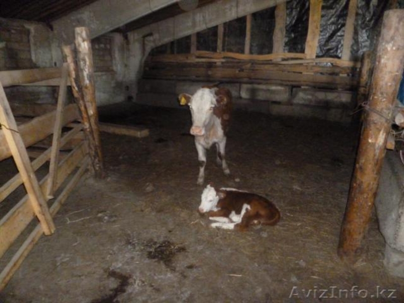 Подхоз. Коровник - Изображение #7, Объявление #917035