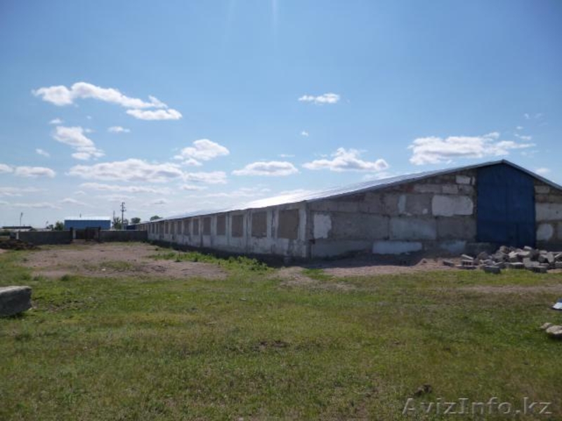 Подхоз. Коровник - Изображение #4, Объявление #917035