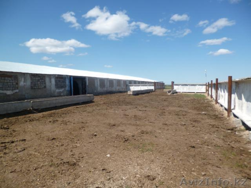 Подхоз. Коровник - Изображение #3, Объявление #917035