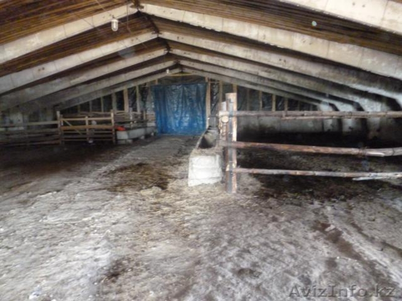 Подхоз. Коровник - Изображение #2, Объявление #917035