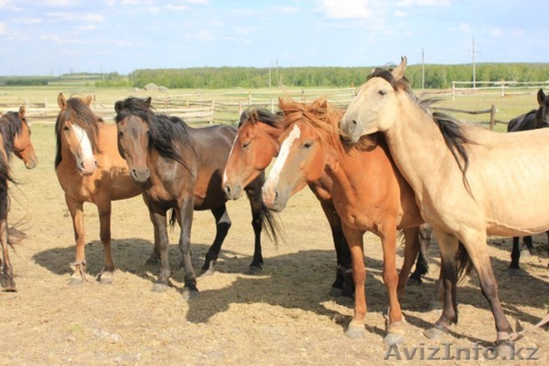 Кумыс из Макинска - Изображение #1, Объявление #912736