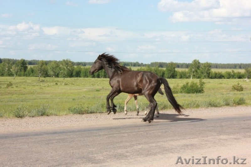 Кумыс из Макинска - Изображение #2, Объявление #912736