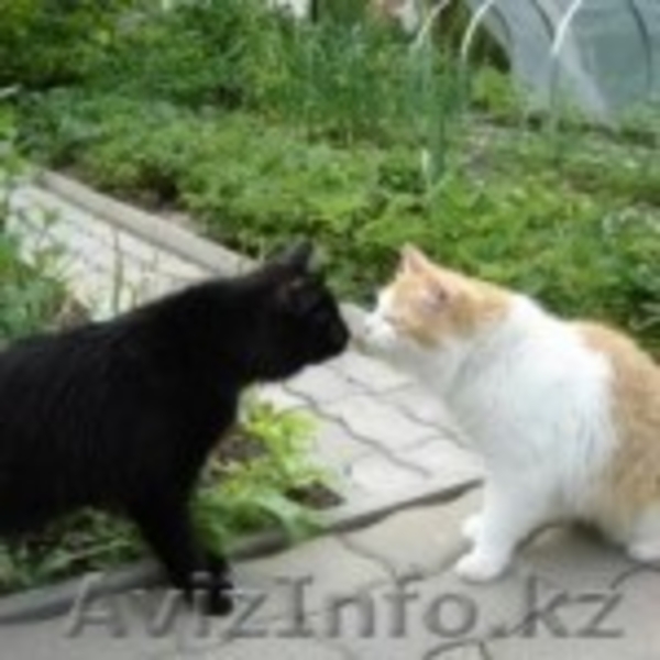 Мурзилка, Сказка, Граф и Мухтар от МБфЗЖ - Изображение #2, Объявление #936764