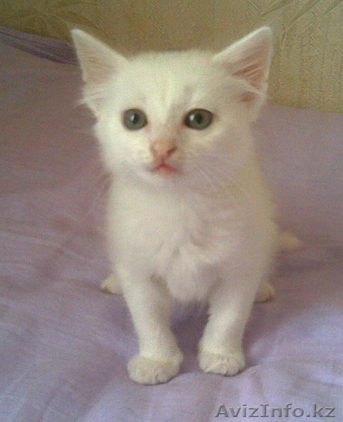 Мурзилка, Сказка, Граф и Мухтар от МБфЗЖ - Изображение #4, Объявление #936764