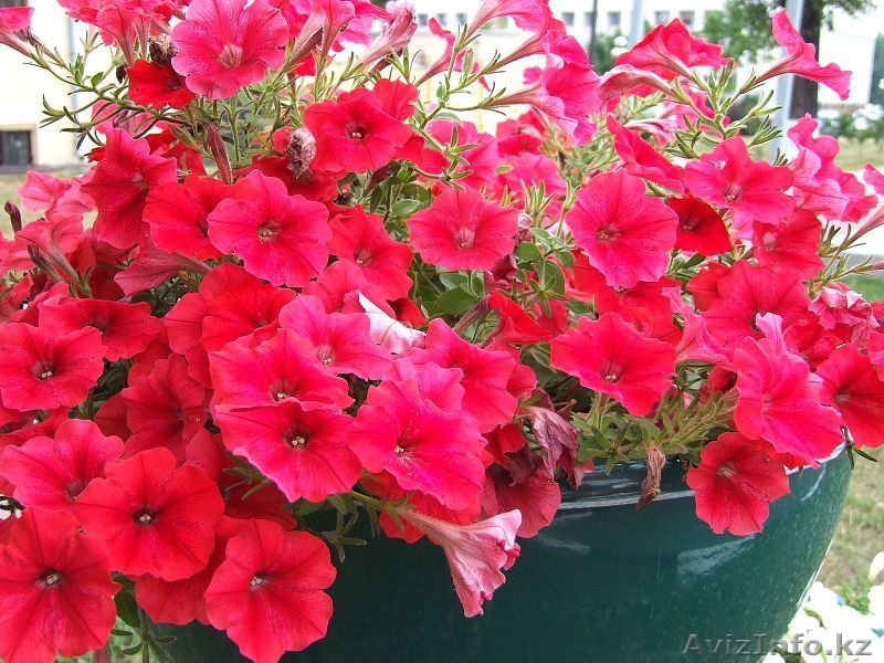 Цветы Петуния  бархатцы Кохия - Изображение #1, Объявление #1025452