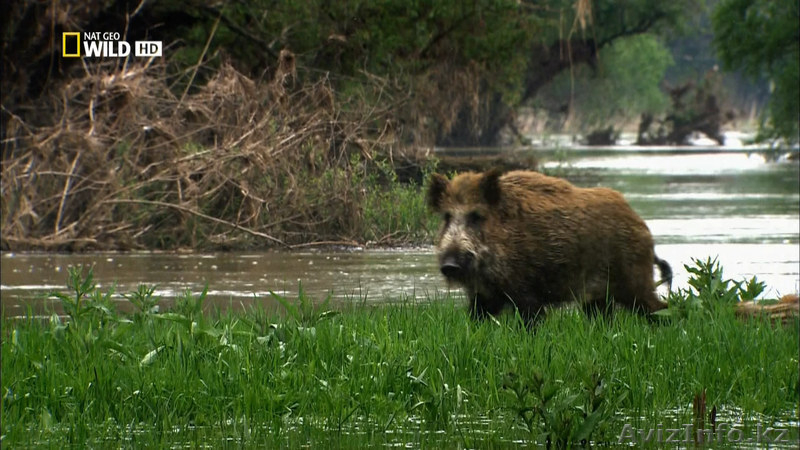 Спутниковое телевидение 250 каналов  - Изображение #10, Объявление #1064792