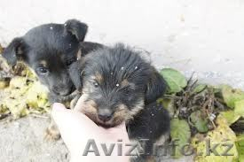 Забавные, резвые ЩЕНКИ от МБфондаЗЖ - Изображение #5, Объявление #1049999