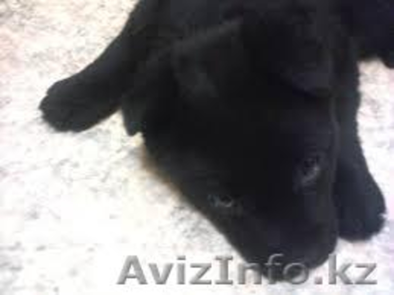 Забавные, резвые ЩЕНКИ от МБфондаЗЖ - Изображение #4, Объявление #1049999