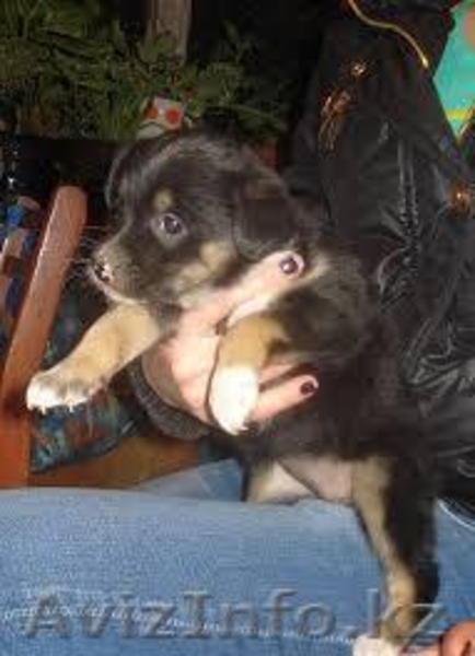 Забавные, резвые ЩЕНКИ от МБфондаЗЖ - Изображение #6, Объявление #1049999