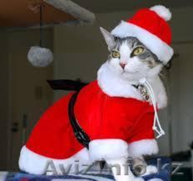 Мурзилка, Сказка, Граф и Мухтар от МБфЗЖ - Изображение #9, Объявление #936764