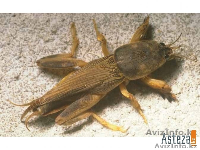   Продаю медведки для лечения  туберкулеза - Изображение #1, Объявление #1111007