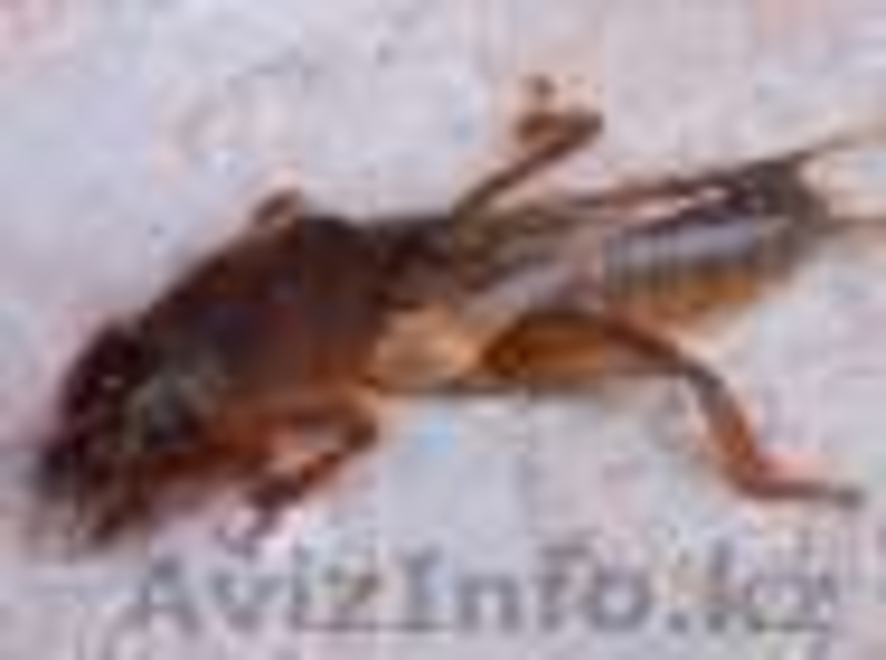   Продаю медведки для лечения  туберкулеза - Изображение #2, Объявление #1111007