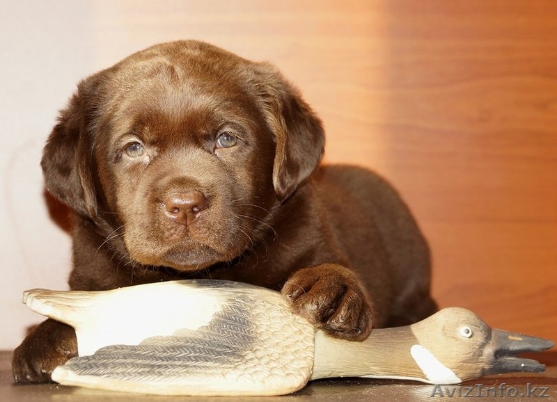 Шикарные щенки от чемпионов с отличной родословной - Изображение #3, Объявление #1267532