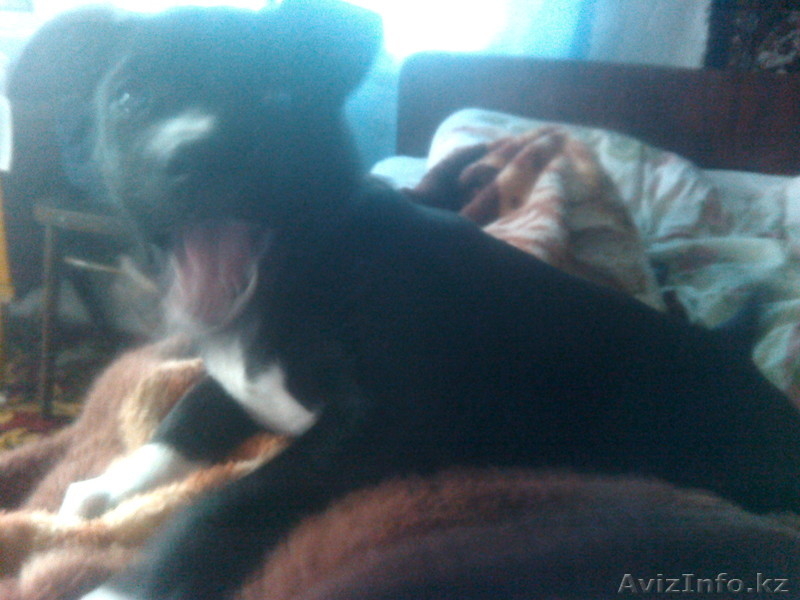 срочно!  продам щенка стаффа, очень милая девочка.  - Изображение #2, Объявление #1270537