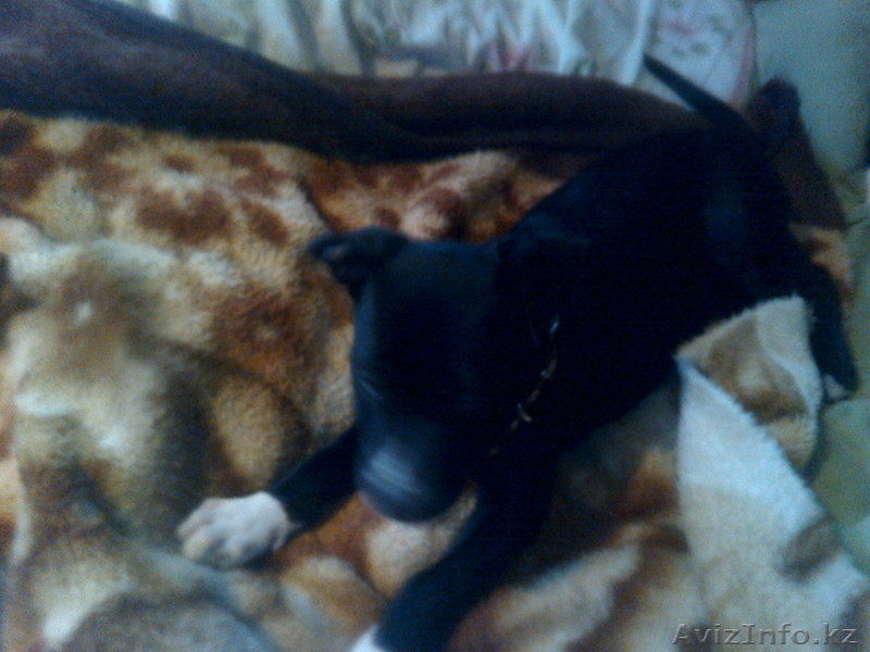 срочно!  продам щенка стаффа, очень милая девочка.  - Изображение #1, Объявление #1270537