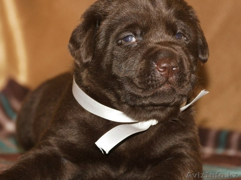 Шикарные щенки от чемпионов с отличной родословной - Изображение #4, Объявление #1267532