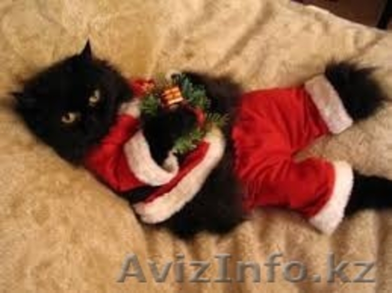 Приносящие счастье (МБфондЗЖ "Переведи Взгляд") - Изображение #2, Объявление #1148193